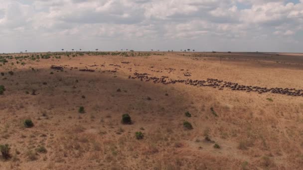 Antenn Gnus Masai Mara — Stockvideo