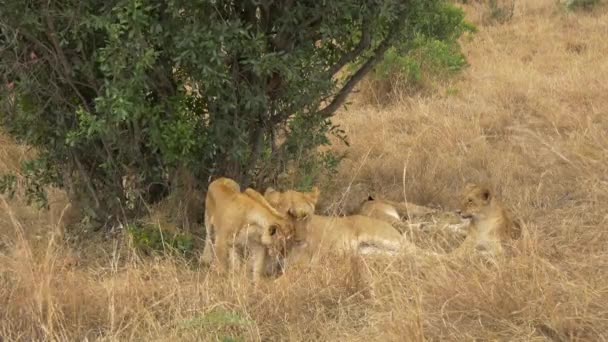 Lioness Young Lions Resting — Stock Video