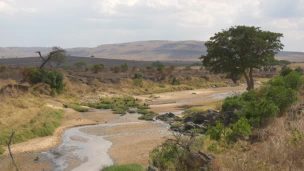 Maasai Mara Ulusal Rezervi Nde Babun Birliği — Stok video
