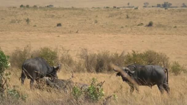 Afrikaanse Buffels Masai Mara — Stockvideo