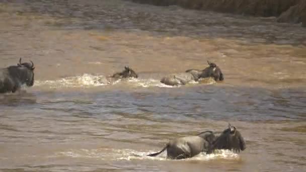 Gnus Wasser Der Masai Mara — Stockvideo