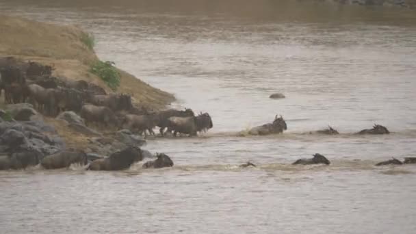 Gnus Över Floden Mara — Stockvideo