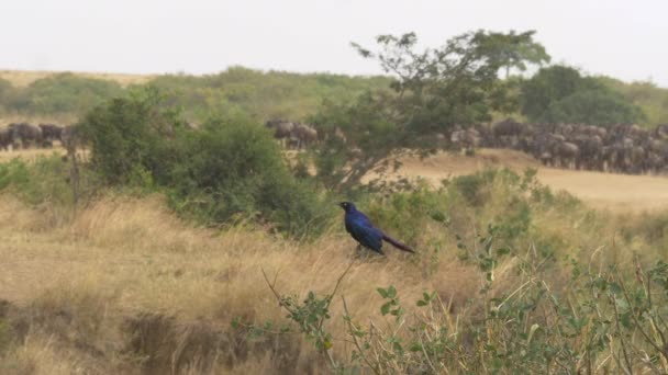 Μεγαλύτερη Μπλε Eared Ψαρόνι Masai Mara — Αρχείο Βίντεο