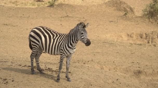 Llanuras Cebra África Masai Mara — Vídeo de stock