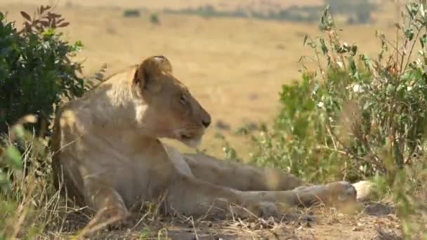 Leoaica Trezește Masai Mara — Videoclip de stoc