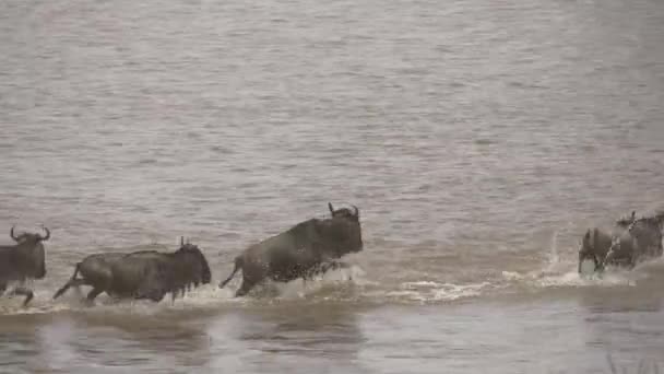 Dzikie Zwierzęta Przepływające Przez Wodę — Wideo stockowe