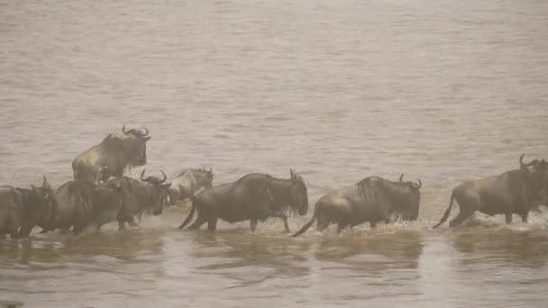 Wildebeests Herd Crossing River — Video Stock