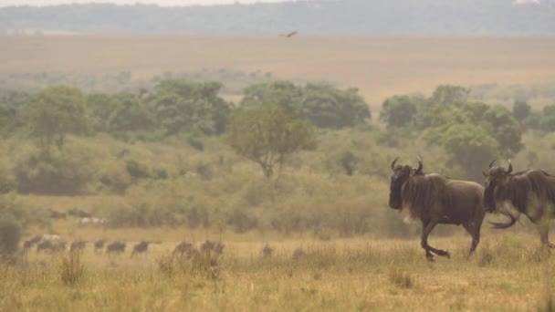 Gnus Kör Afrika Masai Mara — Stockvideo