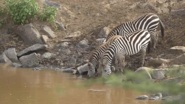 Three Zebras River Bank — Stock Video