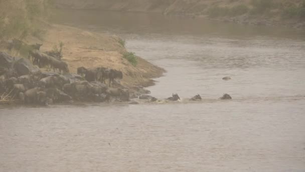 Gnus Springen Den Fluss Mara — Stockvideo