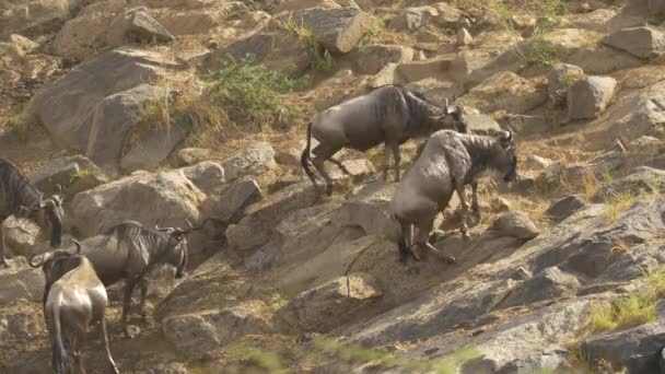 Gnus Klimmend Rotsen Masai Mara — Stockvideo