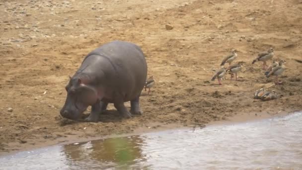 Hippopotame Oiseaux Bord Rivière — Video