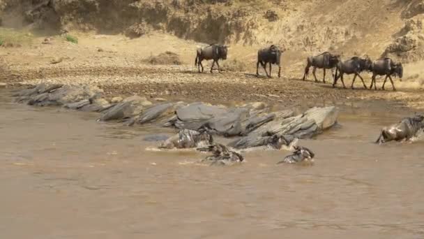 Gnus Hoppar Och Korsar Flod — Stockvideo