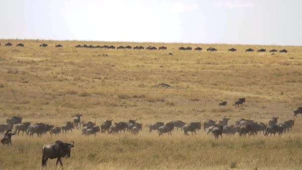Besättning Vilda Djur Masai Mara — Stockvideo
