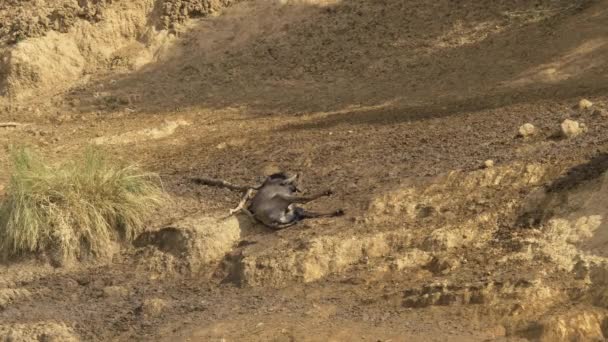 Wildebeest Herido Masai Mara — Vídeos de Stock