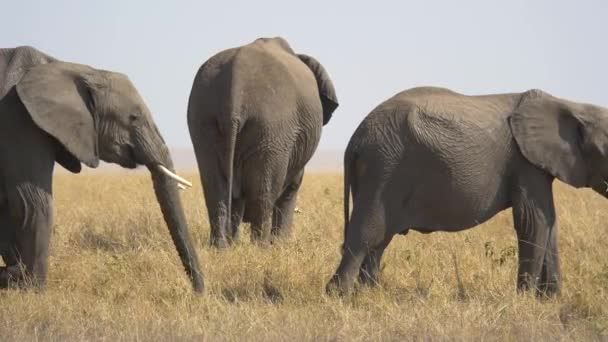 Elefantes Comendo Grama Masai Mara — Vídeo de Stock