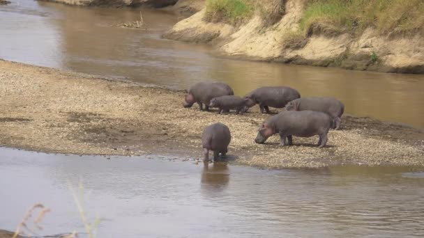 Pod Kuda Nil Dengan Anak Sapi — Stok Video