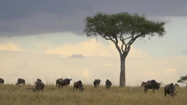 Vilddjur Betar Nära Ett Akaciaträd — Stockvideo