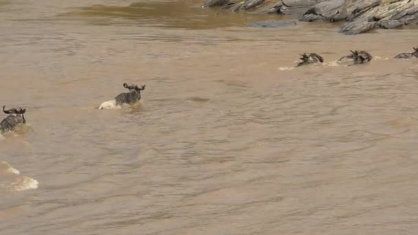 Vilddjur Som Korsar Floden Masai Mara — Stockvideo