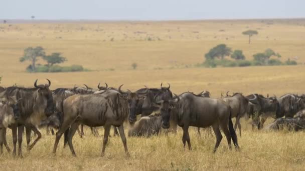 Wildebeests Masai Mara — Stock Video