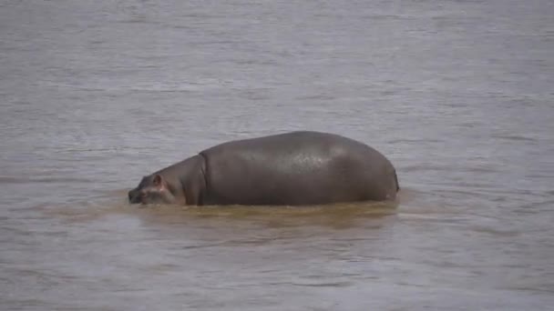 Гіпопотам Ходить Воді — стокове відео