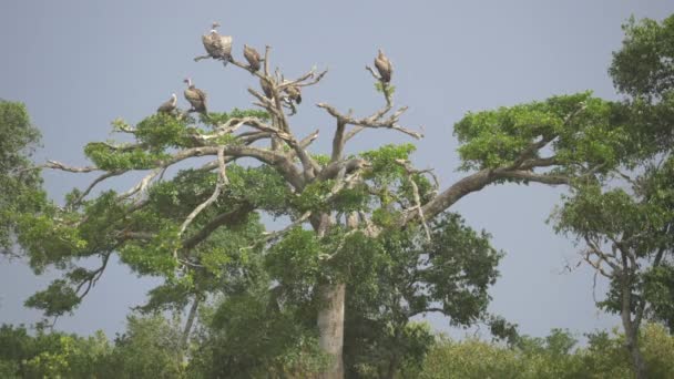 Árbol Con Buitres Masai Mara — Vídeos de Stock