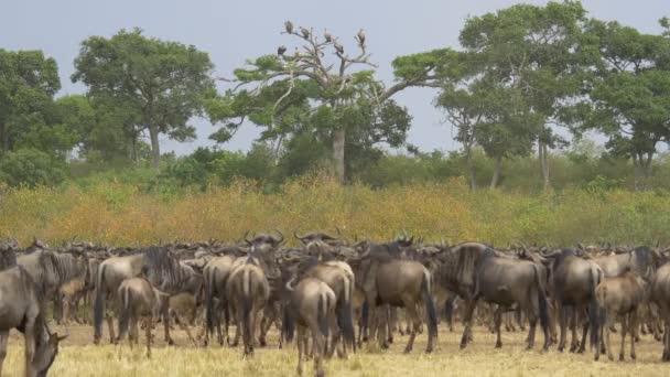 Wildebeests Herd Maasai Mara National Reserve — Stock Video