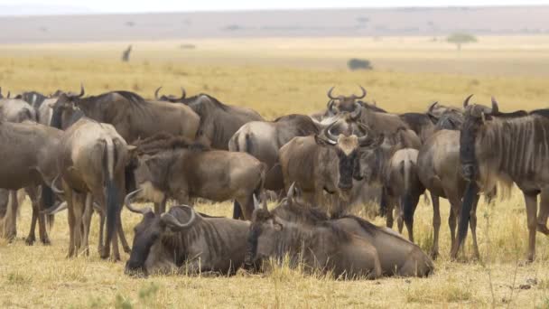 Gnus Descansando Masai Mara — Vídeos de Stock