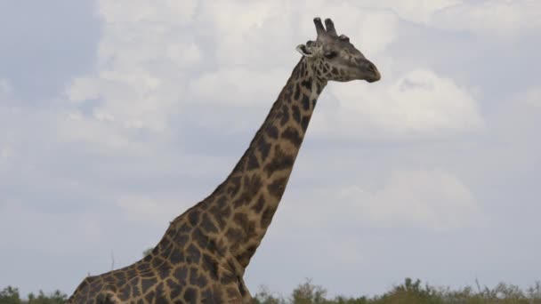 Avvicinamento Pascolo Giraffa — Video Stock