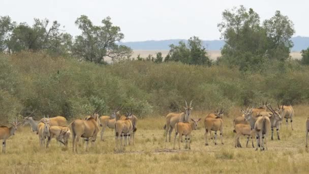 Közös Elands Masai Mara — Stock videók