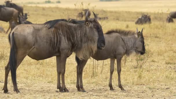 Gnu Gnu Jovem Masai Mara — Vídeo de Stock