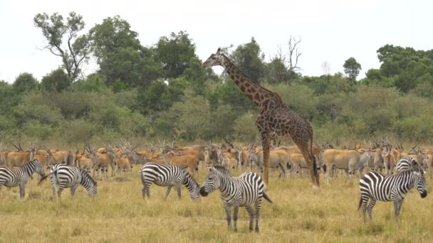 Mnoho Zvířat Masai Mara — Stock video