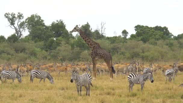 Girafa Zebras Elandes Comuns — Vídeo de Stock