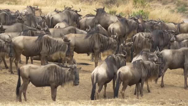 Pan Right Gnus Masai Mara — Stock Video