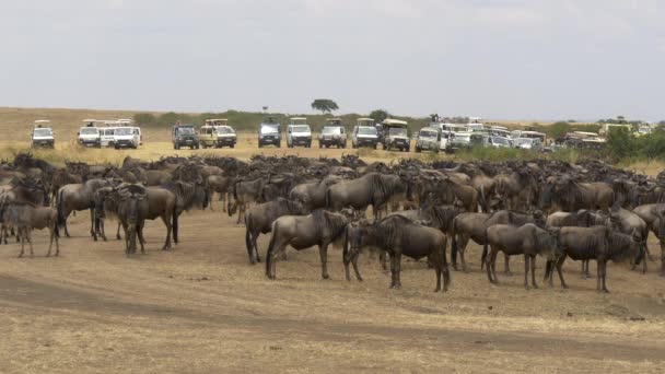 Bilar Parkerade Nära Flock Gnuer — Stockvideo