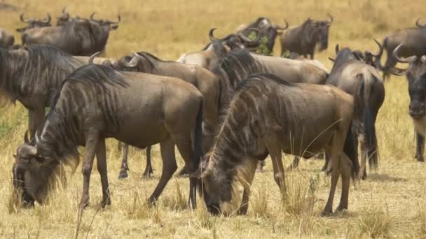 Betteraves Sauvages Broutant Sur Des Plaines Sèches — Video