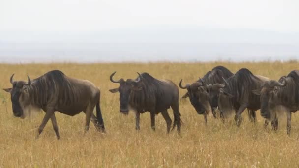 Wildebeests Andando Linha — Vídeo de Stock