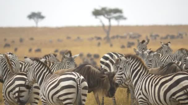 Zebras Och Några Gnus Masai Mara — Stockvideo