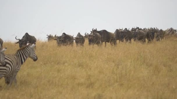 Zebras Gnus Walking Dry Grass — Stock Video