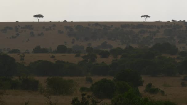 非洲稀树草原观 — 图库视频影像