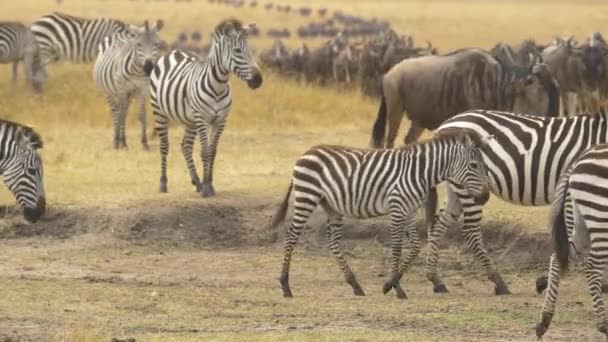 Cebras Ñus Masai Mara — Vídeo de stock