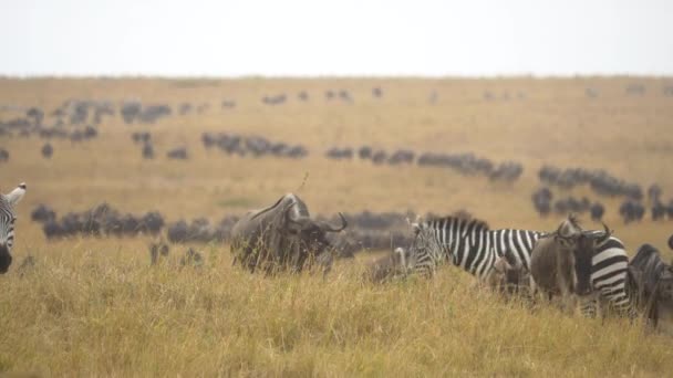 Herde Von Gnus Und Zebras Während Der Migration — Stockvideo