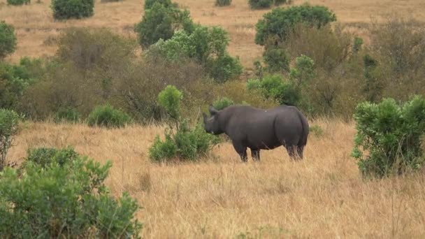 Gergedanlar Masai Mara Yemek Yiyor — Stok video