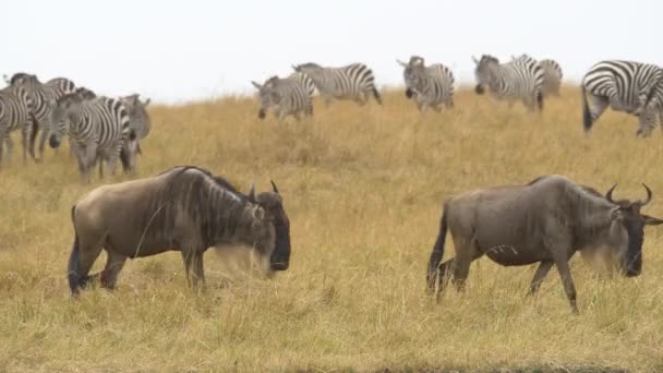 Zebras Och Gnus Masai Mara — Stockvideo
