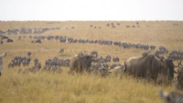 Gnus Herde Während Der Migration — Stockvideo