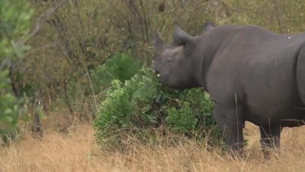 Rinoceronte Comendo Folhas Masai Mara — Vídeo de Stock