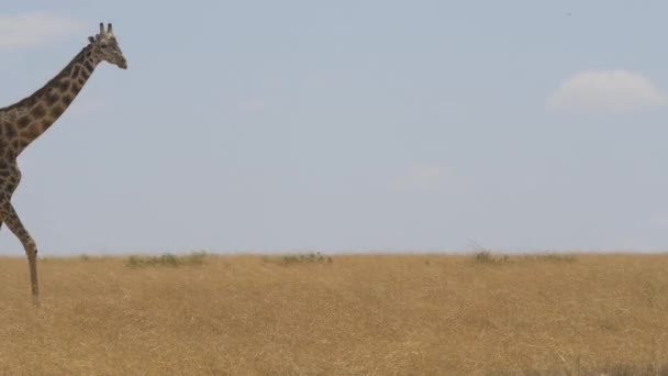 Giraffa Passeggiando Masai Mara — Video Stock