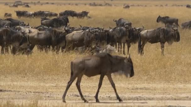 Herd Gnus Resting Dry Plains — Stock Video