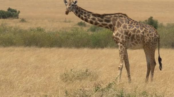 Masai Jirafa Pastando Masai Mara — Vídeos de Stock