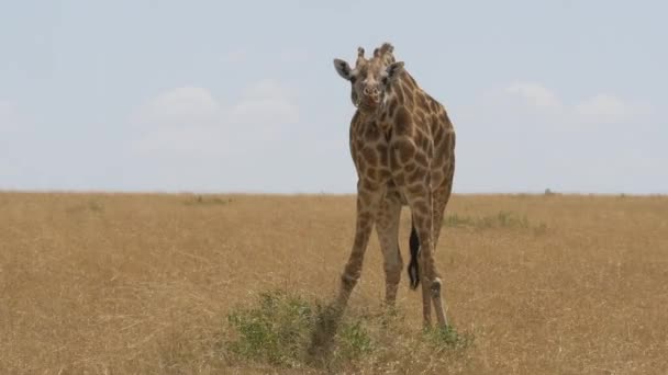 Καμηλοπάρδαλη Βόσκηση Maasai Mara Εθνικό Αποθεματικό — Αρχείο Βίντεο